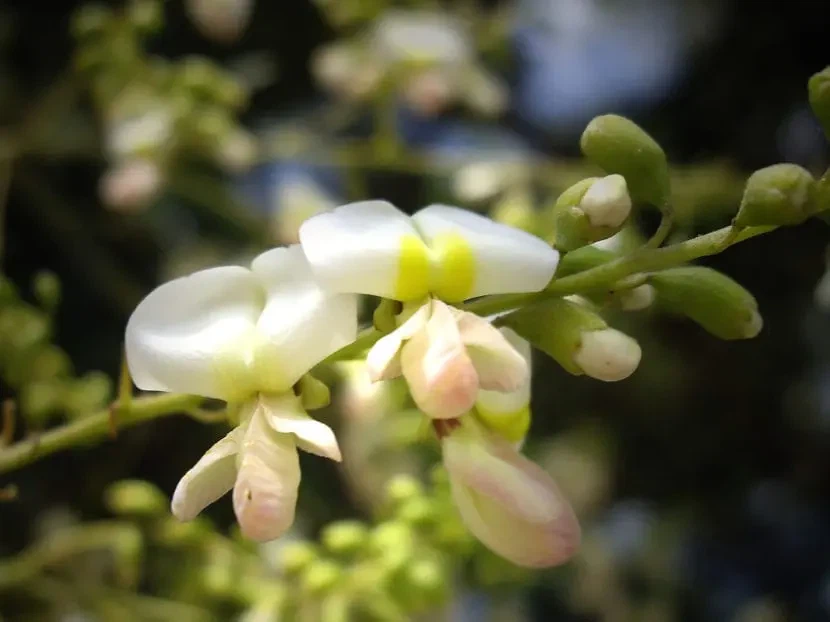 sophora japonica