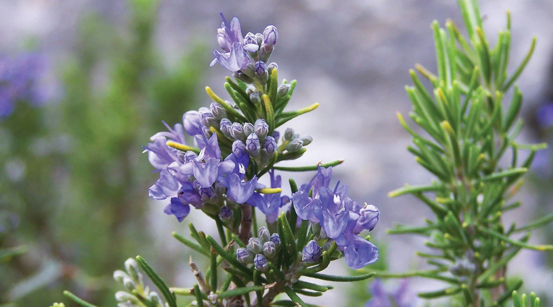 Rosemary Extract Powder