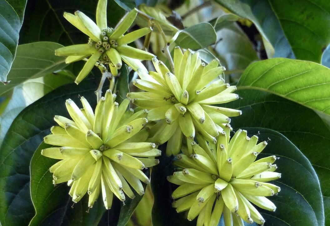 camptotheca camptotheca camptotheca camptotheca