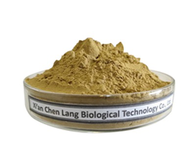 Angelica-Extract-powder.jpg