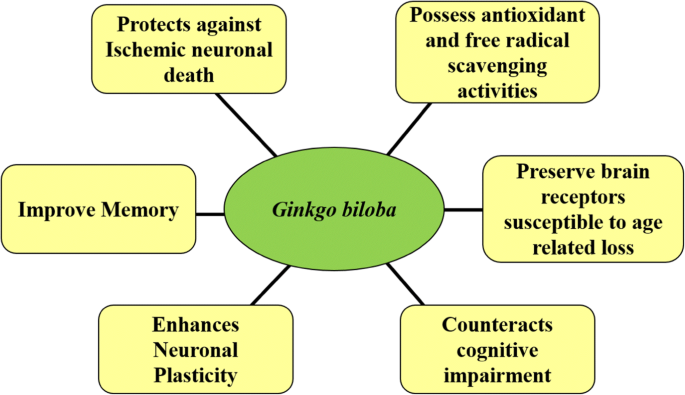 Ginkgo-biloba-extract