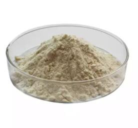 Gynostemma-Extract-Powder