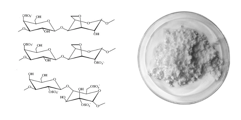 Carrageenan Hoobkas.jpg