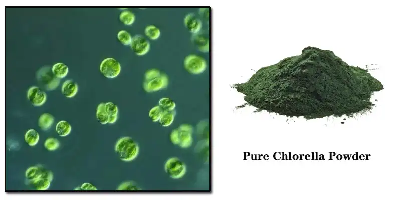 Ntshiab Chlorella Powder Factory.jpg