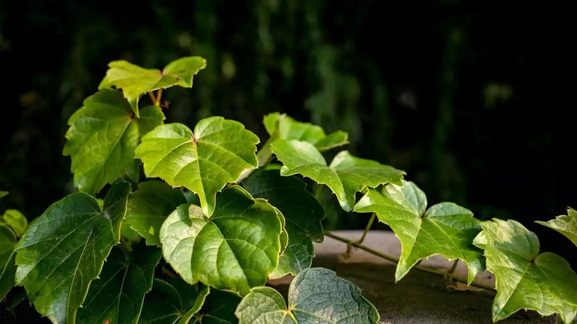 Ivy Nplooj Extract Powder.webp