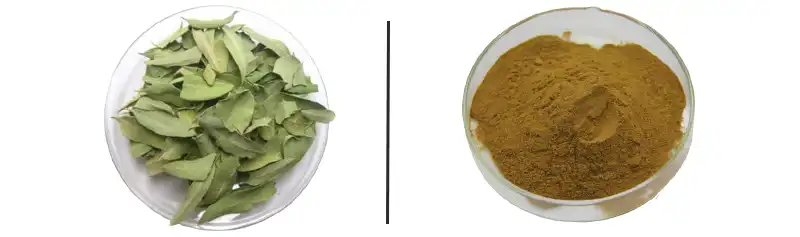 Apocynum Venetum Extract hmoov.jpg