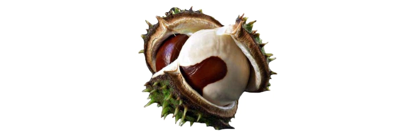 Nees Chestnut.jpg