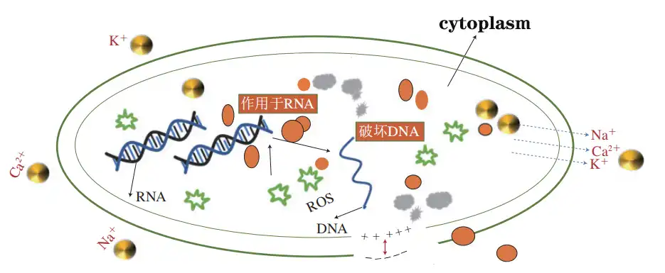 cytoplasm.jpg