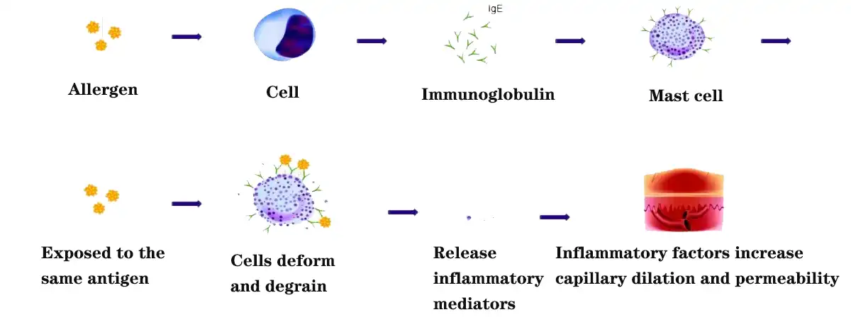 Inflammatory yam nce capillary dilation thiab permeability.jpg