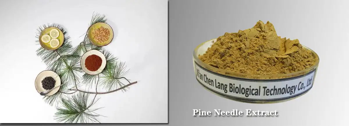 Pine koob Extract Supplier.jpg