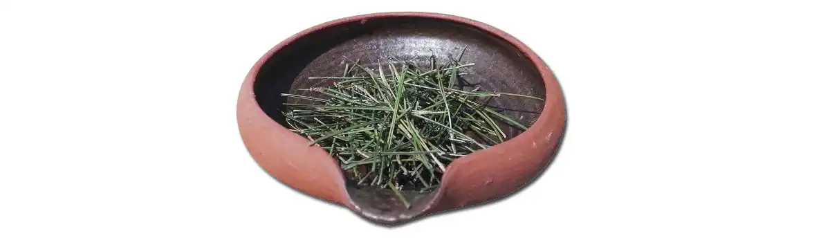Pine koob .jpg