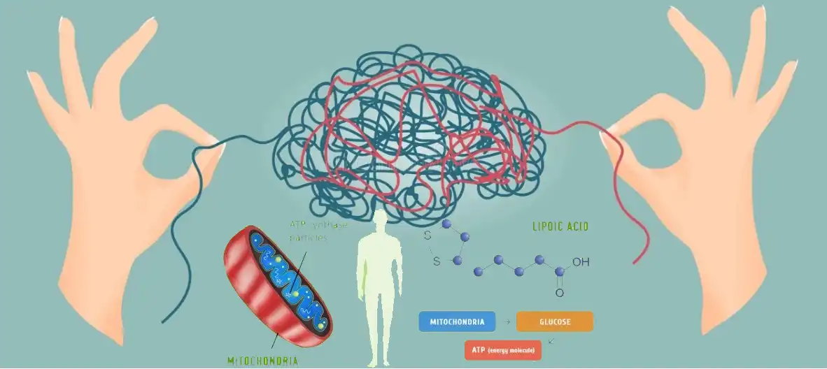 Alfa lipoična kiselina.jpg
