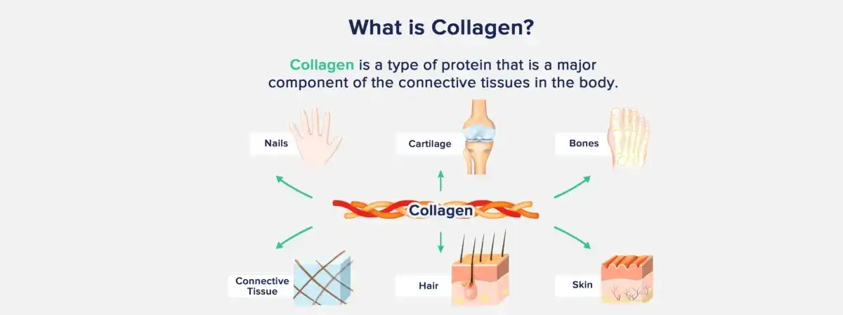 Bovine Pob Txha Collagen .jpg