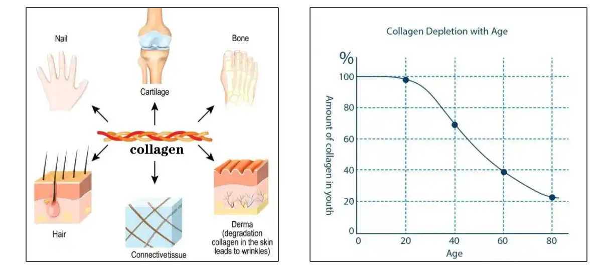collagen muag.jpg