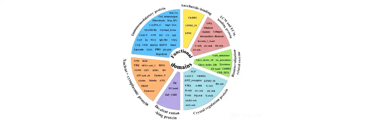 የተፈጥሮ ዕንቁ ዱቄት .jpg