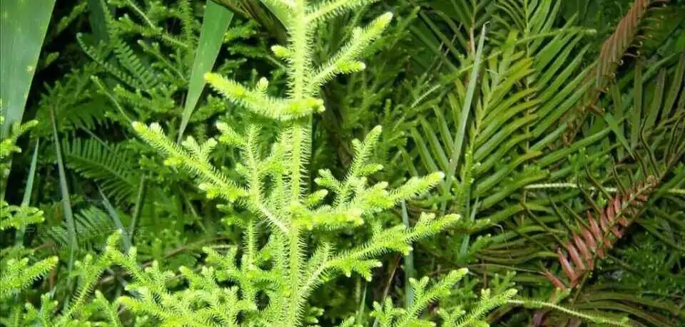 Lycopodium hmoov Sale.jpg