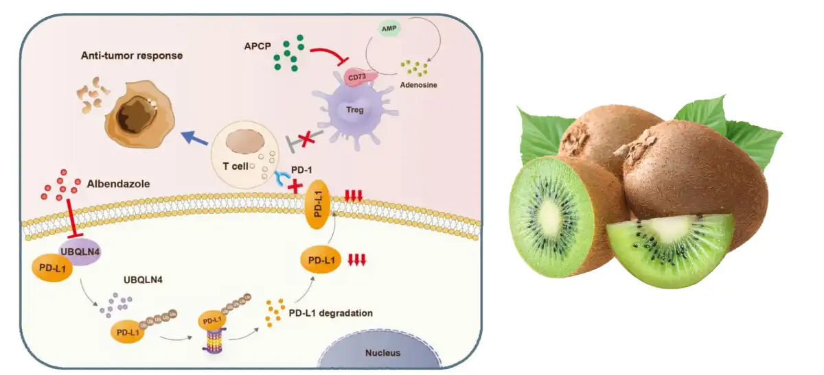 Kiwi Txiv Hmab Txiv Ntoo Powder.jpg