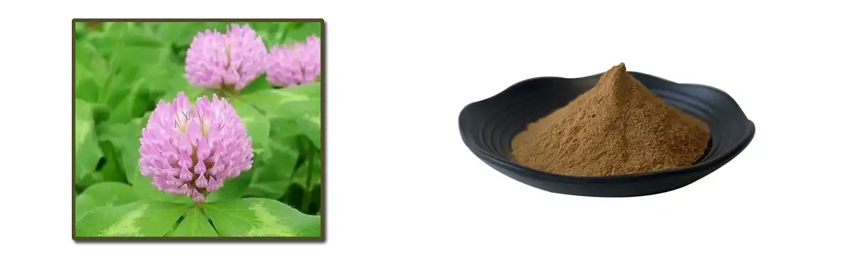 Liab Clover Paj Extract.jpg