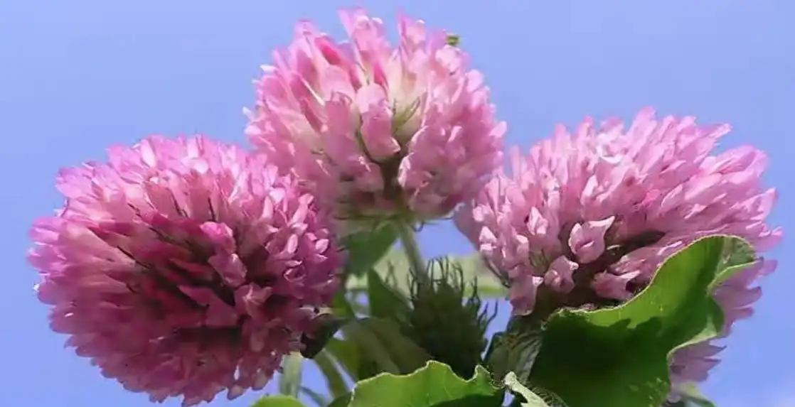 Liab Clover Paj Extract Powder.jpg