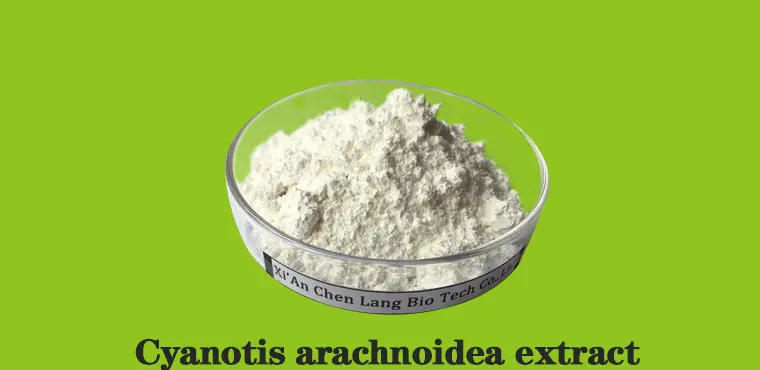 Cyanotis-arachnoidea-extract-f.gif