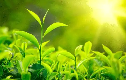 tea-extract.gif