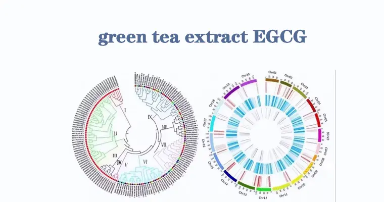 EGCG-powder.gif