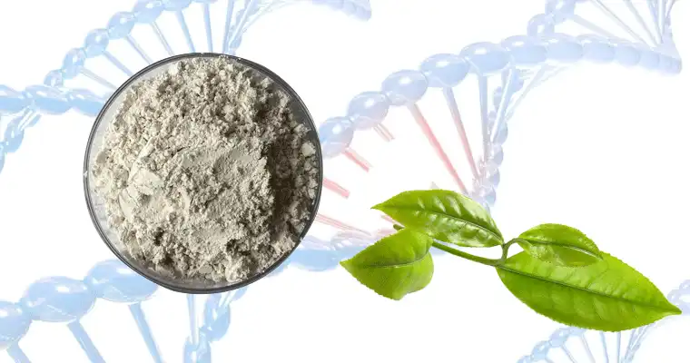 extract-EGCG-powder.gif