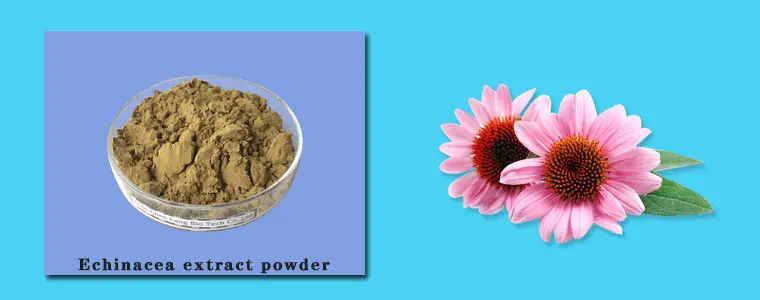 Echinacea-e.gif