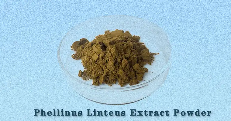 Phellinus-Linteus-Extract-Powder.gif