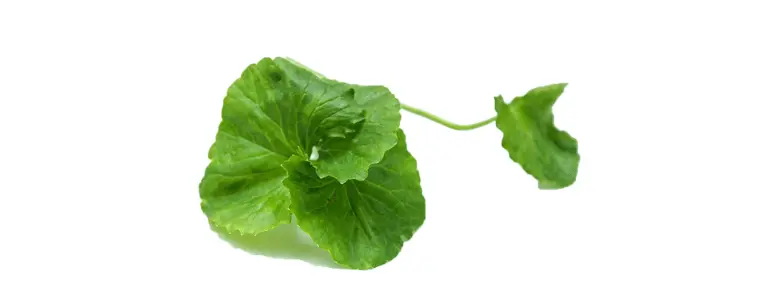 Centella-asiatica.gif