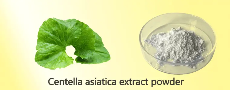 Centella-asiatica-extract-p.gif