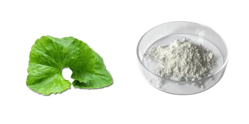 Centella-Asiatica-Extract-f.gif