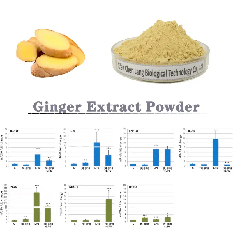 Ginger .jpg ib