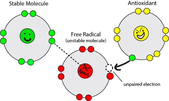 Πράσινος κόκκος καφέ.webp Πράσινος κόκκος καφέ.webp
