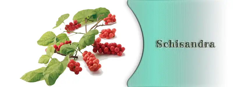 Schisandra.jpg