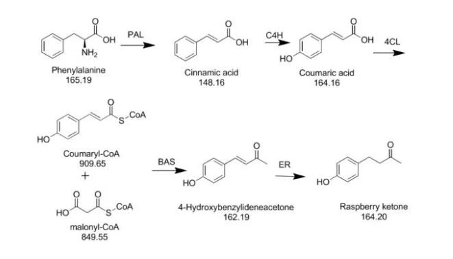 Ntuj Raspberry Ketone.webp