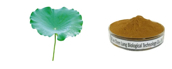 የሎተስ ቅጠል Extract.jpg