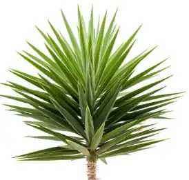 Yucca.png