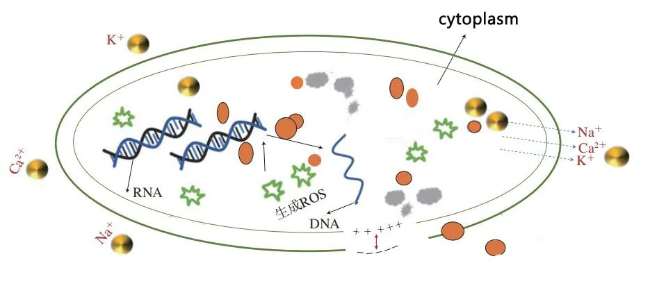 cytoplasm swb.jpg
