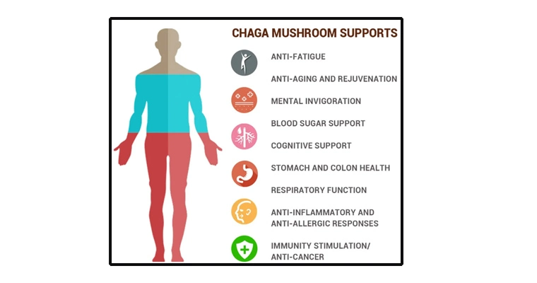 Chaga mycelium extract supplier Yangge Biotech Chaga mycelium extract supplier Yangge Biotech