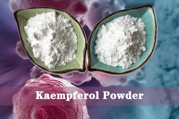 Kaempferol ዱቄት አቅራቢ.jpg