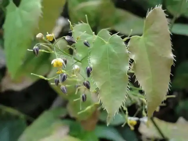 icarrin-leaf.gif