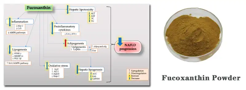 Fucoxanthin hmoov .jpg