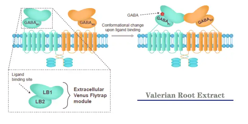Detholiad gwraidd Valerian Factory.jpg