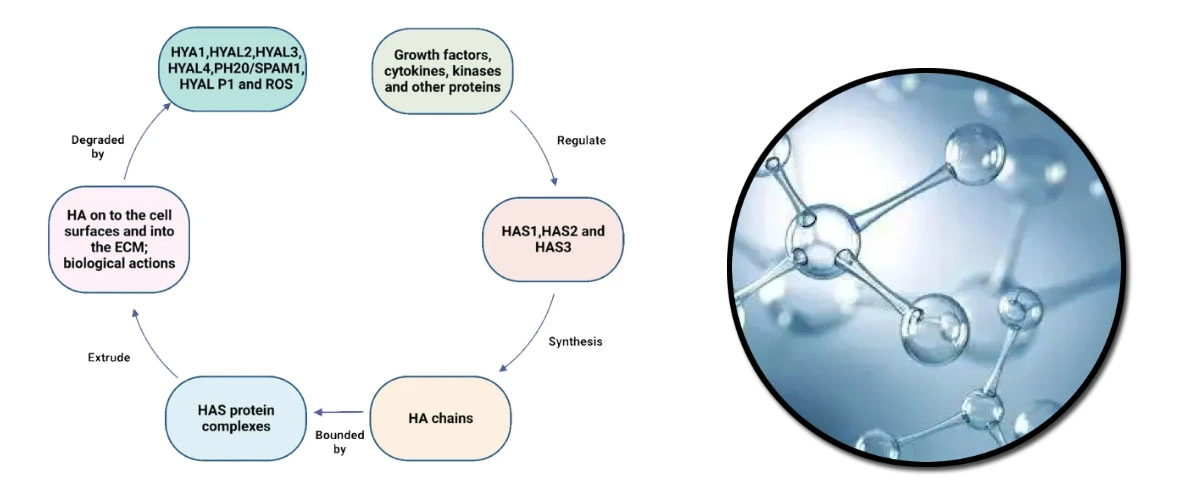 Sodium Hyaluronate Tshuaj pleev ib ce Powder.jpg