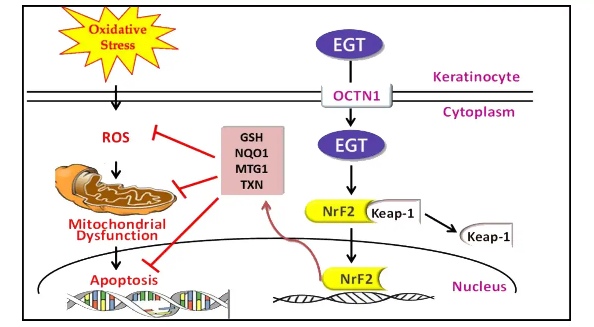 Ergothioneine .jpg Ergothioneine .jpg