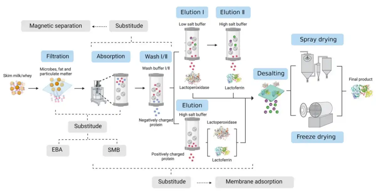 Lactoferrin .jpg Lactoferrin .jpg