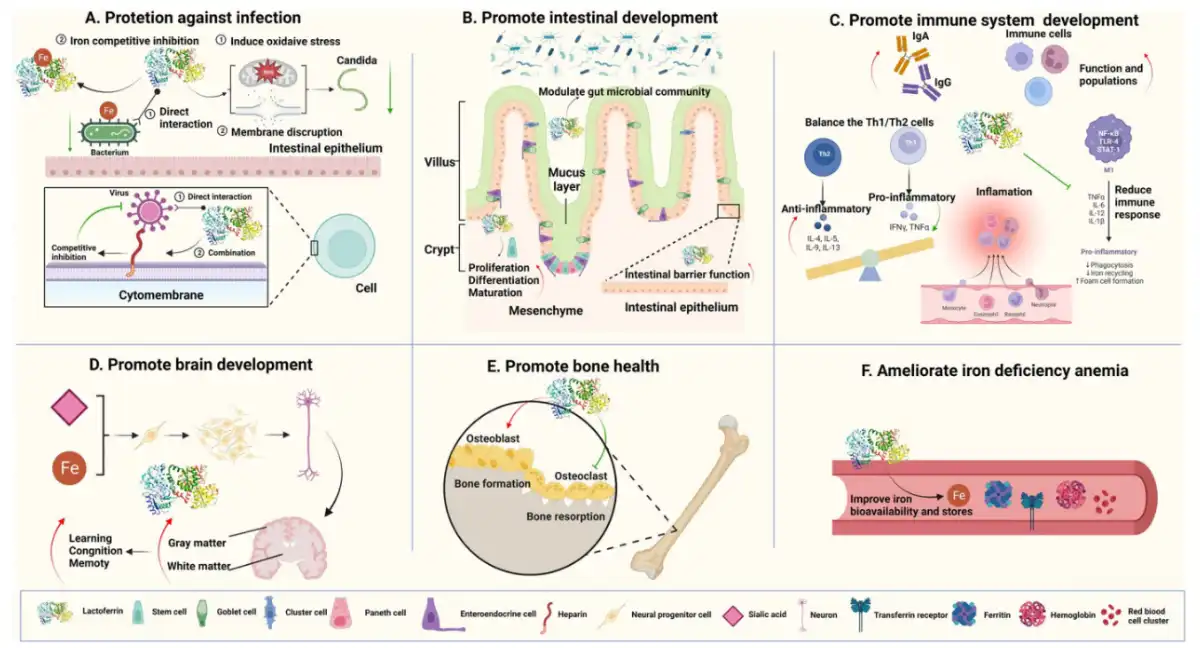 Lactoferrin Supplier.jpg Lactoferrin Supplier.jpg
