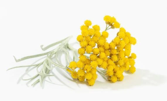 Helichrysum Arenarium Paj.jpg