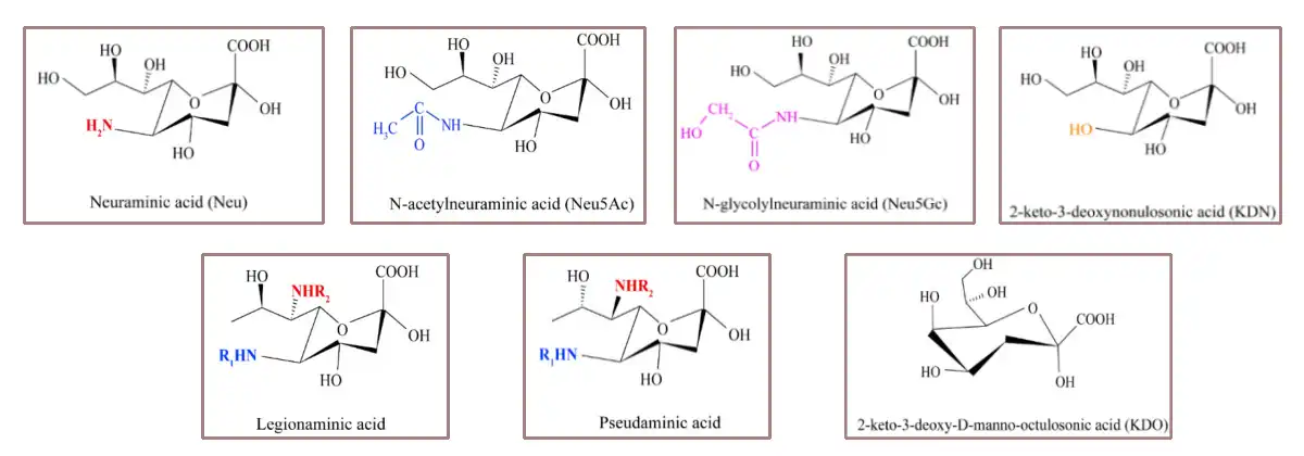 Sialic Acid Hmoov Offer.jpg